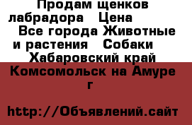 Продам щенков лабрадора › Цена ­ 20 000 - Все города Животные и растения » Собаки   . Хабаровский край,Комсомольск-на-Амуре г.